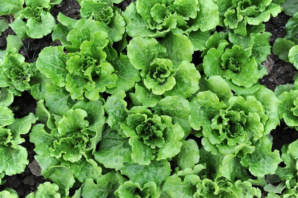 Зелень потече рікою: наш бізнес-план допоможе створити ефективний тепличний комплекс з вирощування салату